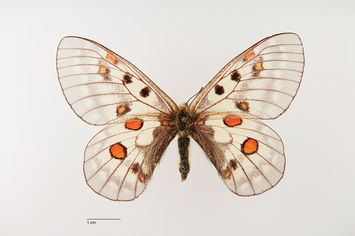 Vorschaubild Parnassius bremeri amgunensis ab. tripicta Sheljuzhko, 1928